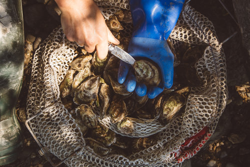 Deer Isle Oyster Company photo 4