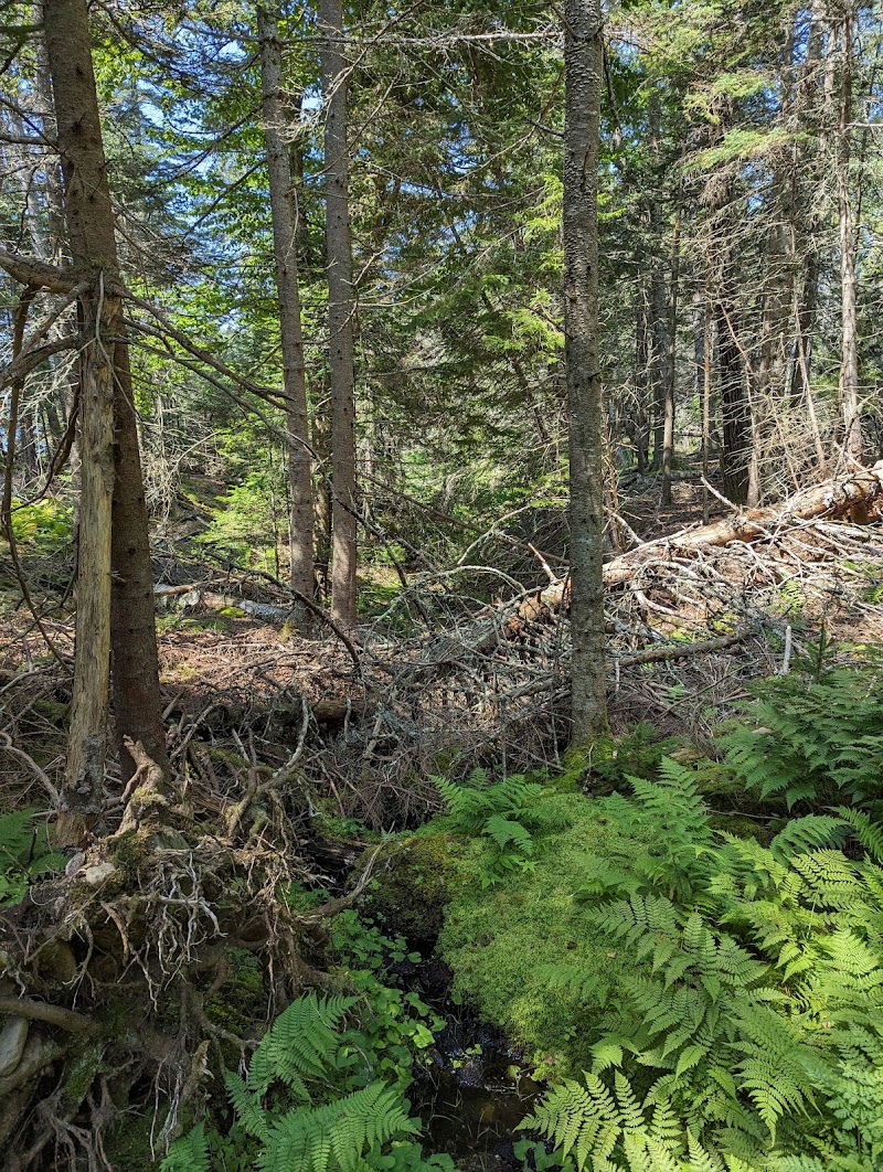 Edgar M. Tennis Preserve photo 3