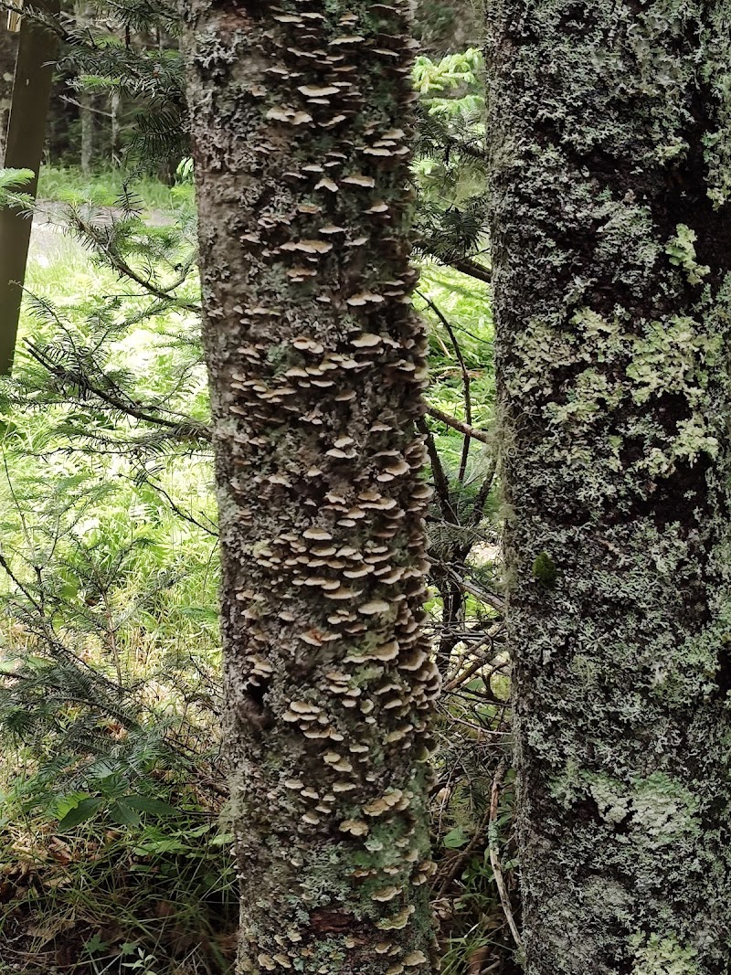 Edgar M. Tennis Preserve photo 5