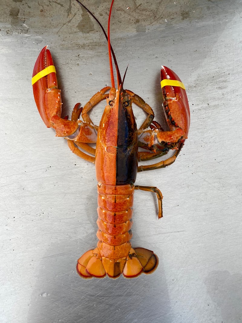 Fifield Lobster Co photo 2