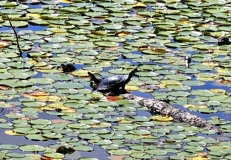 Lily Pond Park photo 3