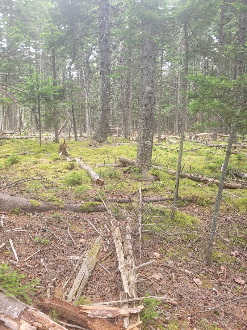 Pine Hill Preserve photo 5