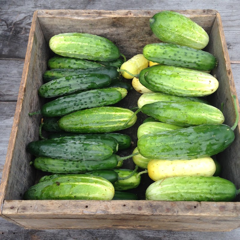 Yellow Birch Farm photo 3