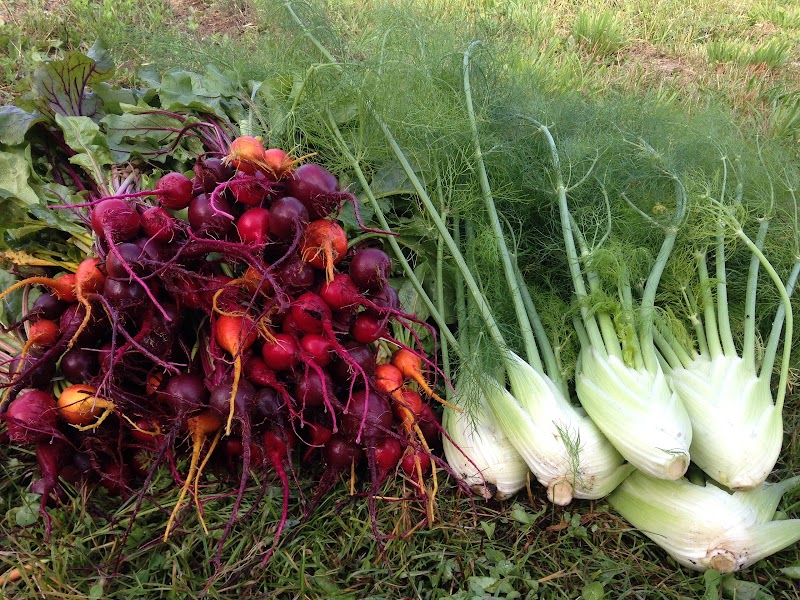 Yellow Birch Farm photo 5